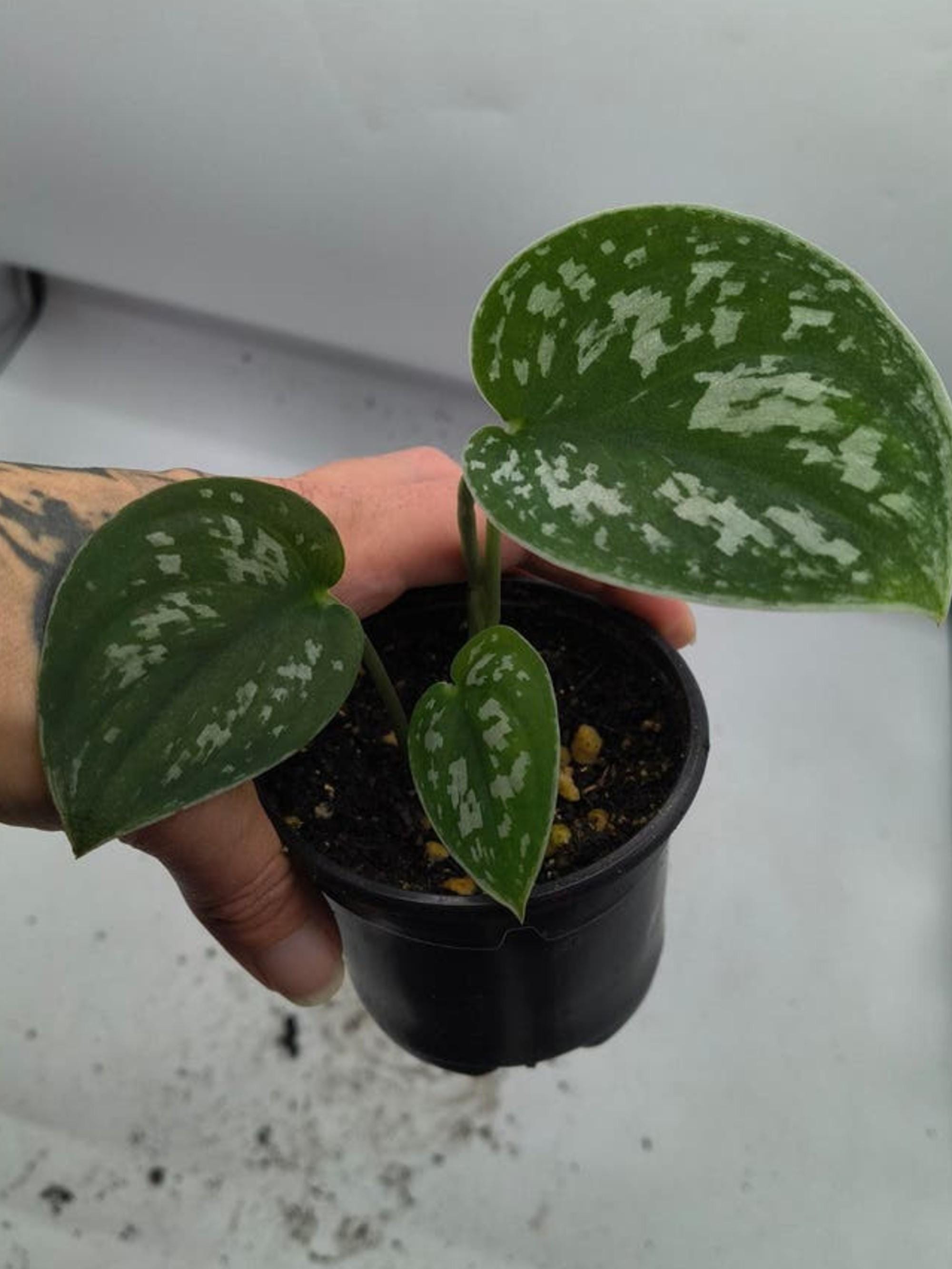 Scindapsus Argyraeus Dark Form cutting