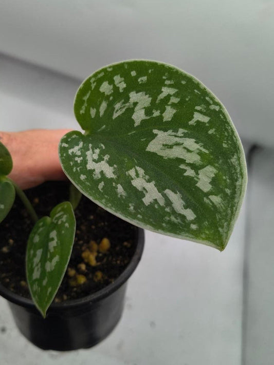 Scindapsus Argyraeus Dark Form cutting