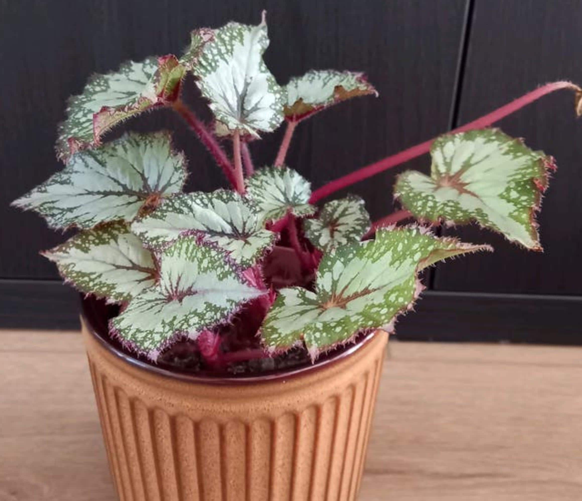 Begonia Asian Tundra cutting
