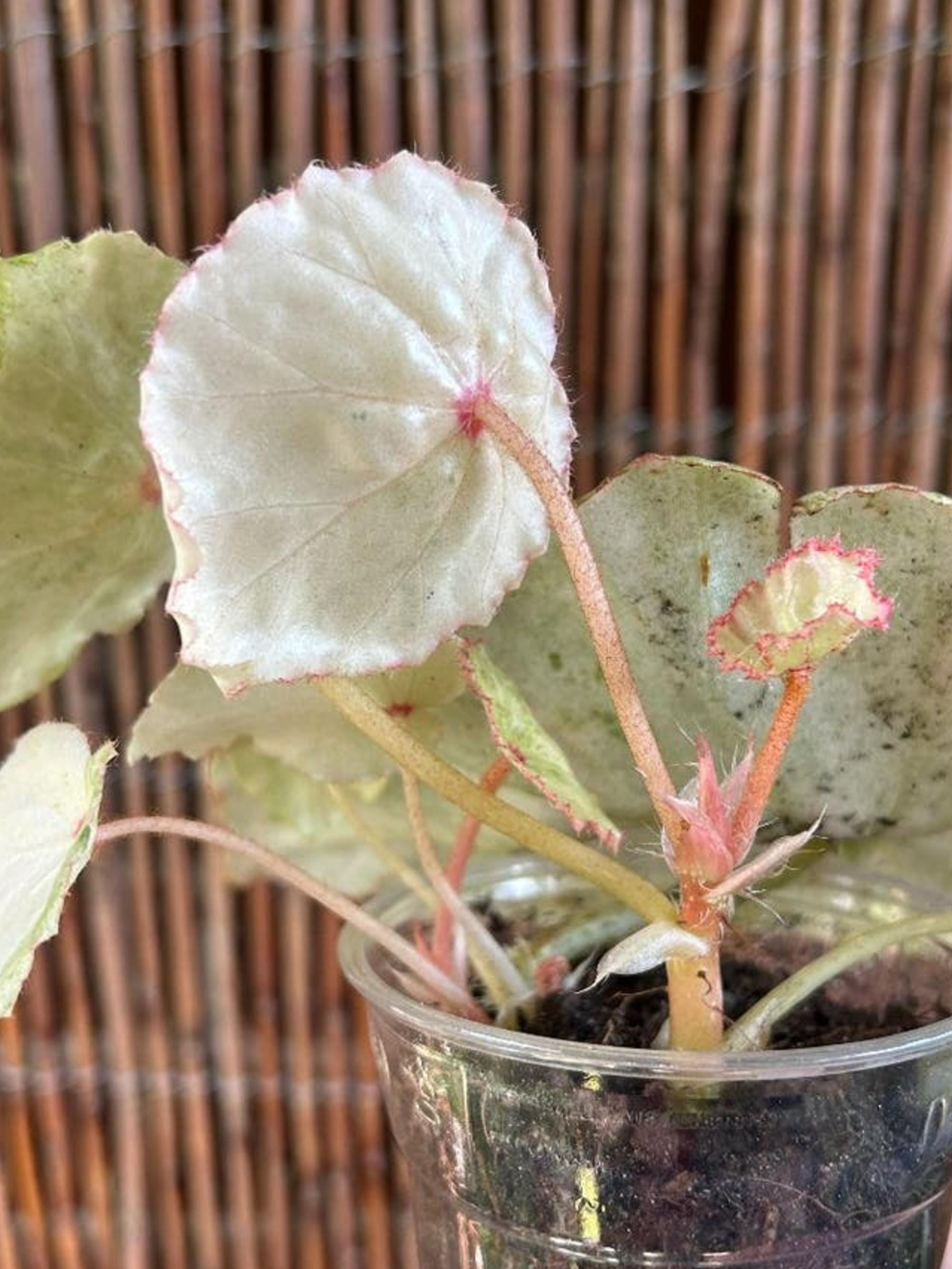 Begonia Rouge Variegata cutting