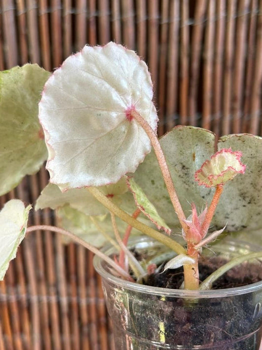 Begonia Rouge Variegata cutting