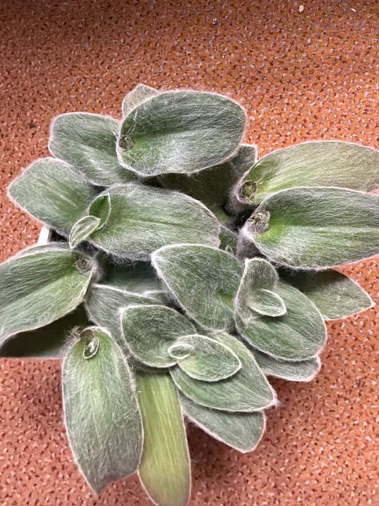 Tradescantia Sillamontana White Velvet cutting
