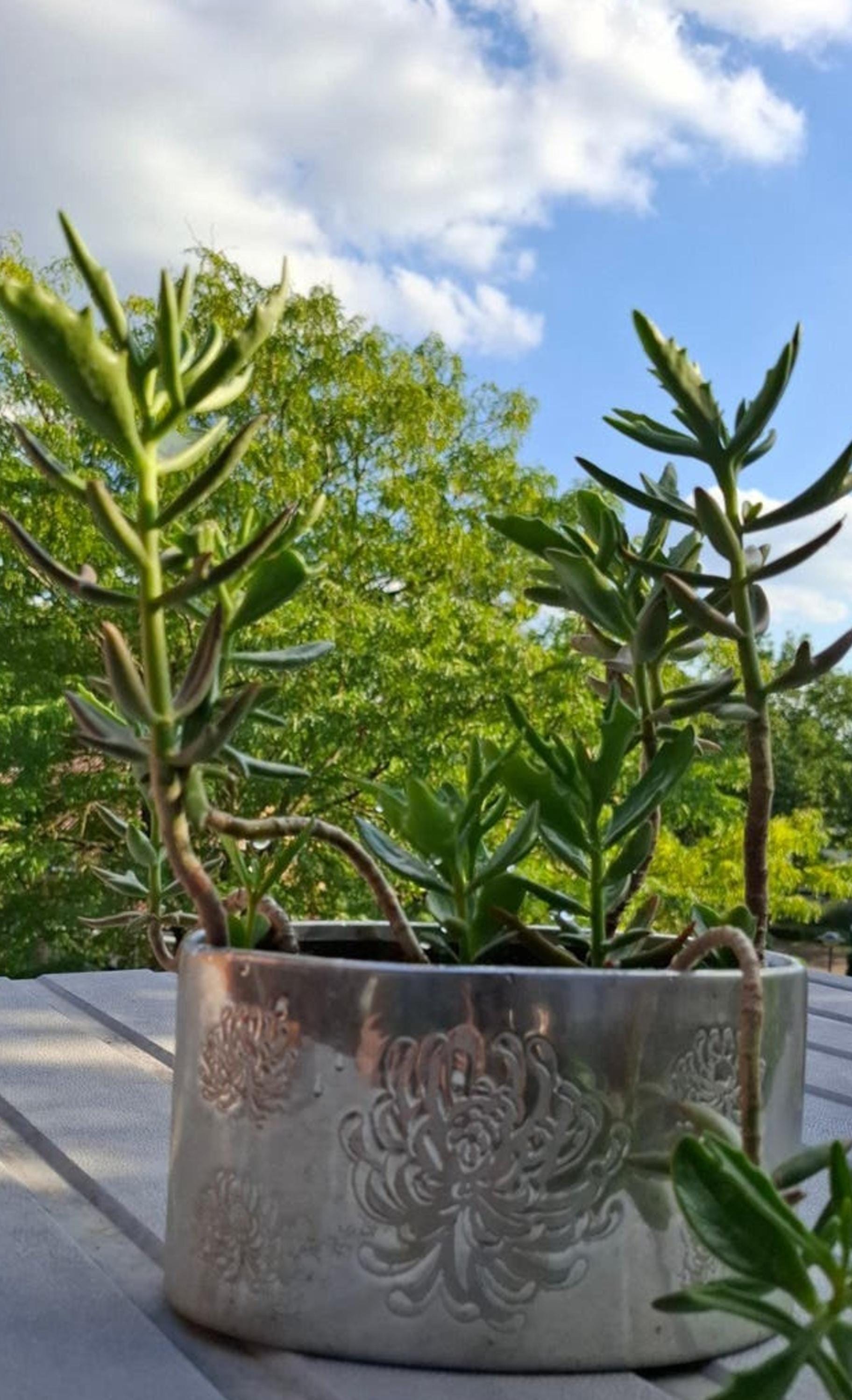 Kalanchoe Kewensis cutting