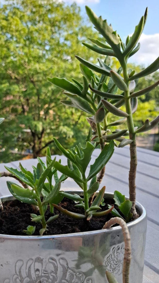 Kalanchoe Kewensis cutting