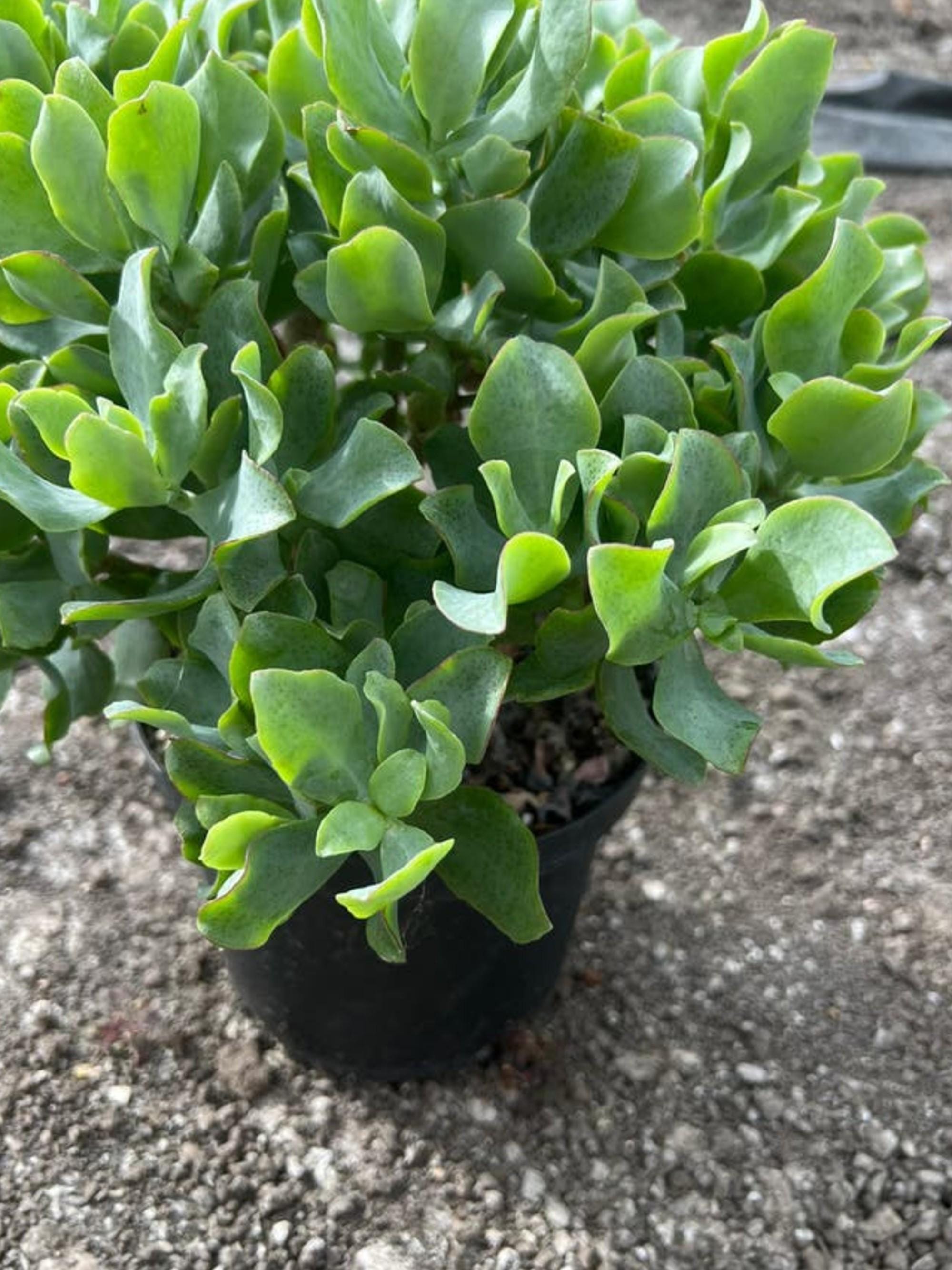 Crassula Ripple Jade cutting