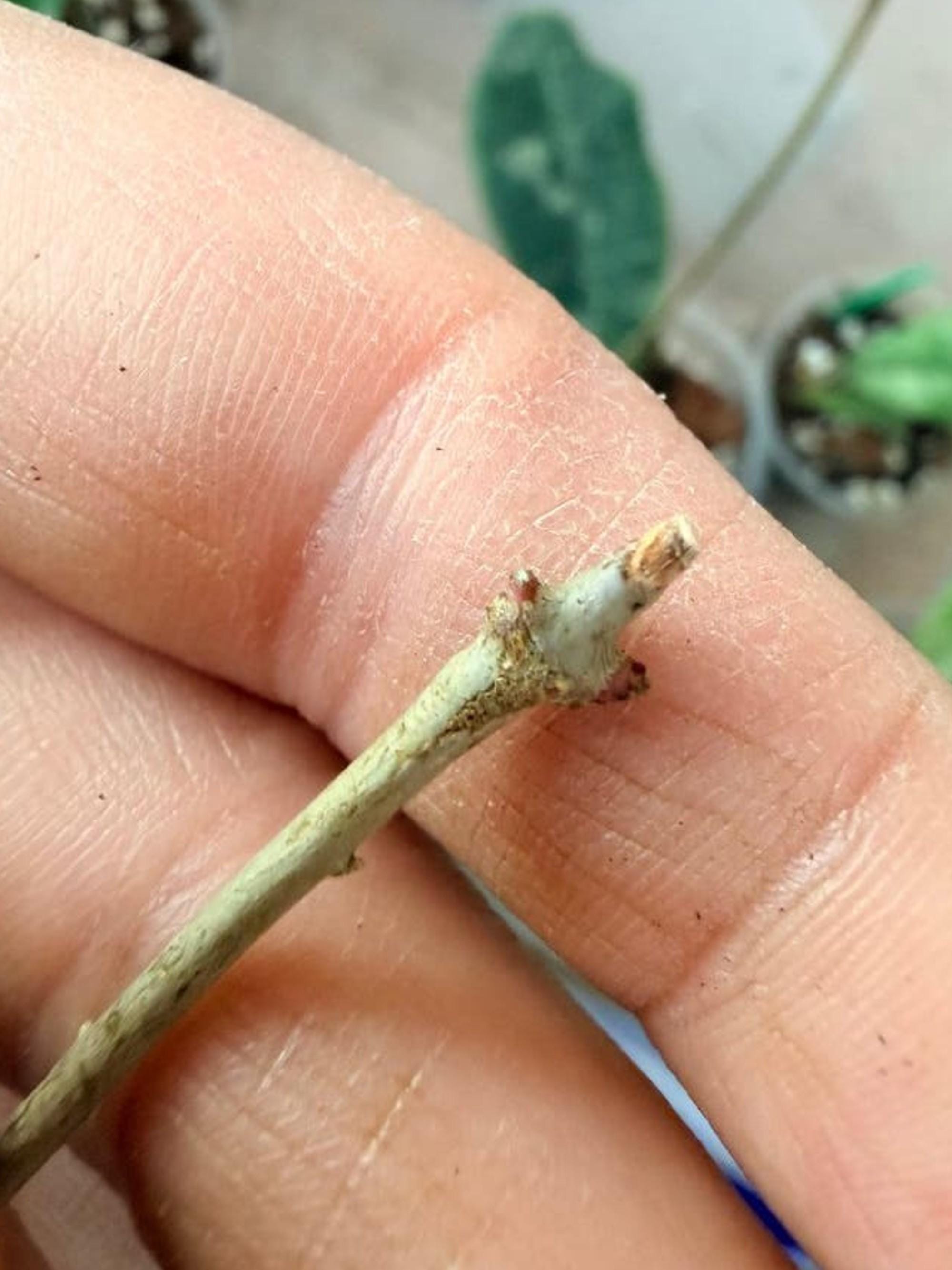 Hoya Blizzard cutting