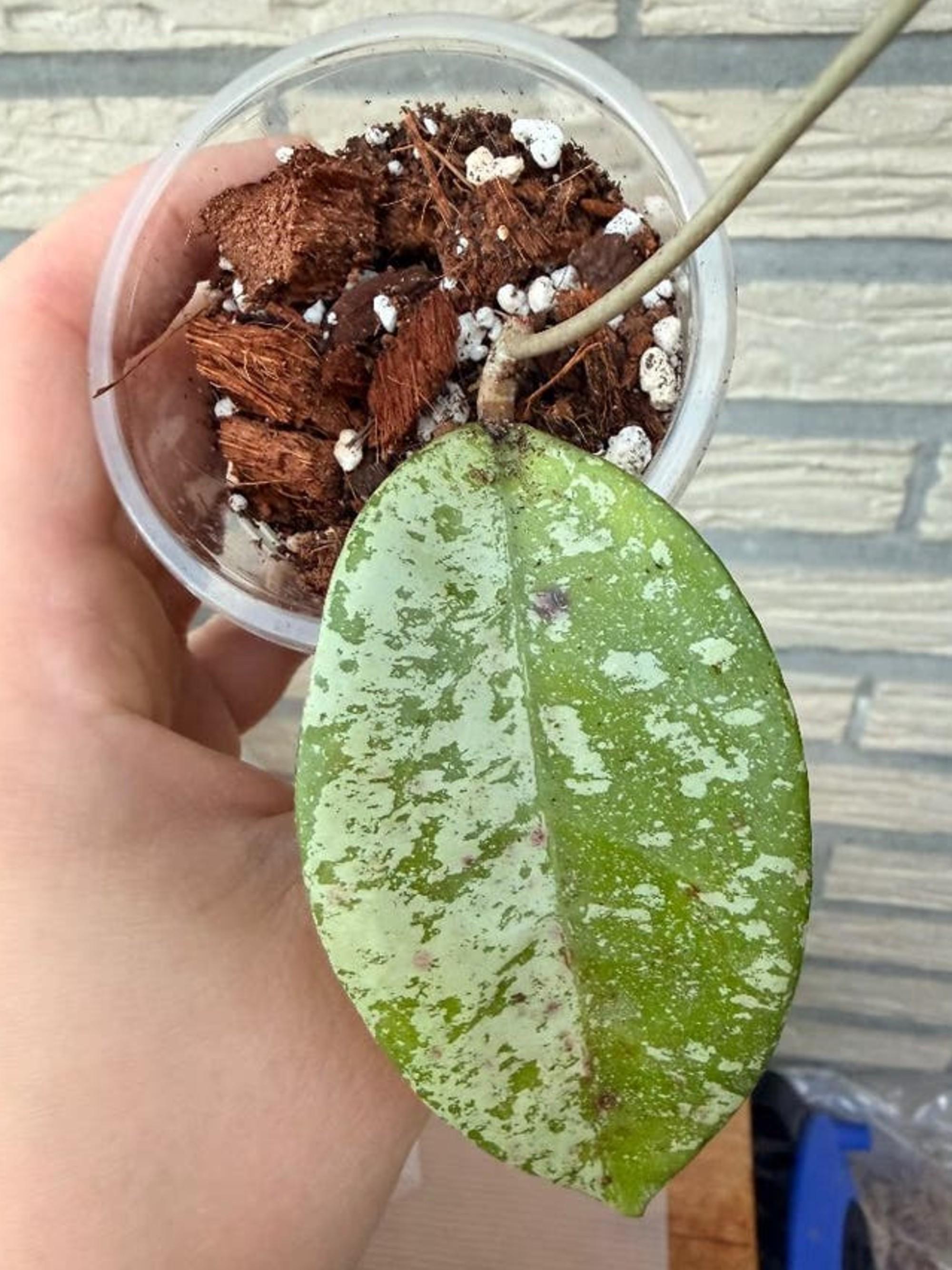 Hoya Blizzard cutting