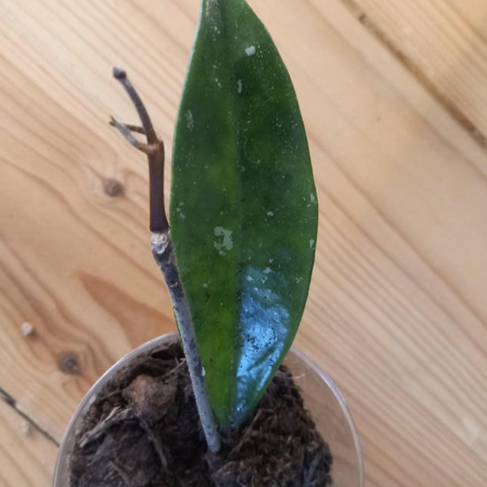 Hoya Silver Moon cutting