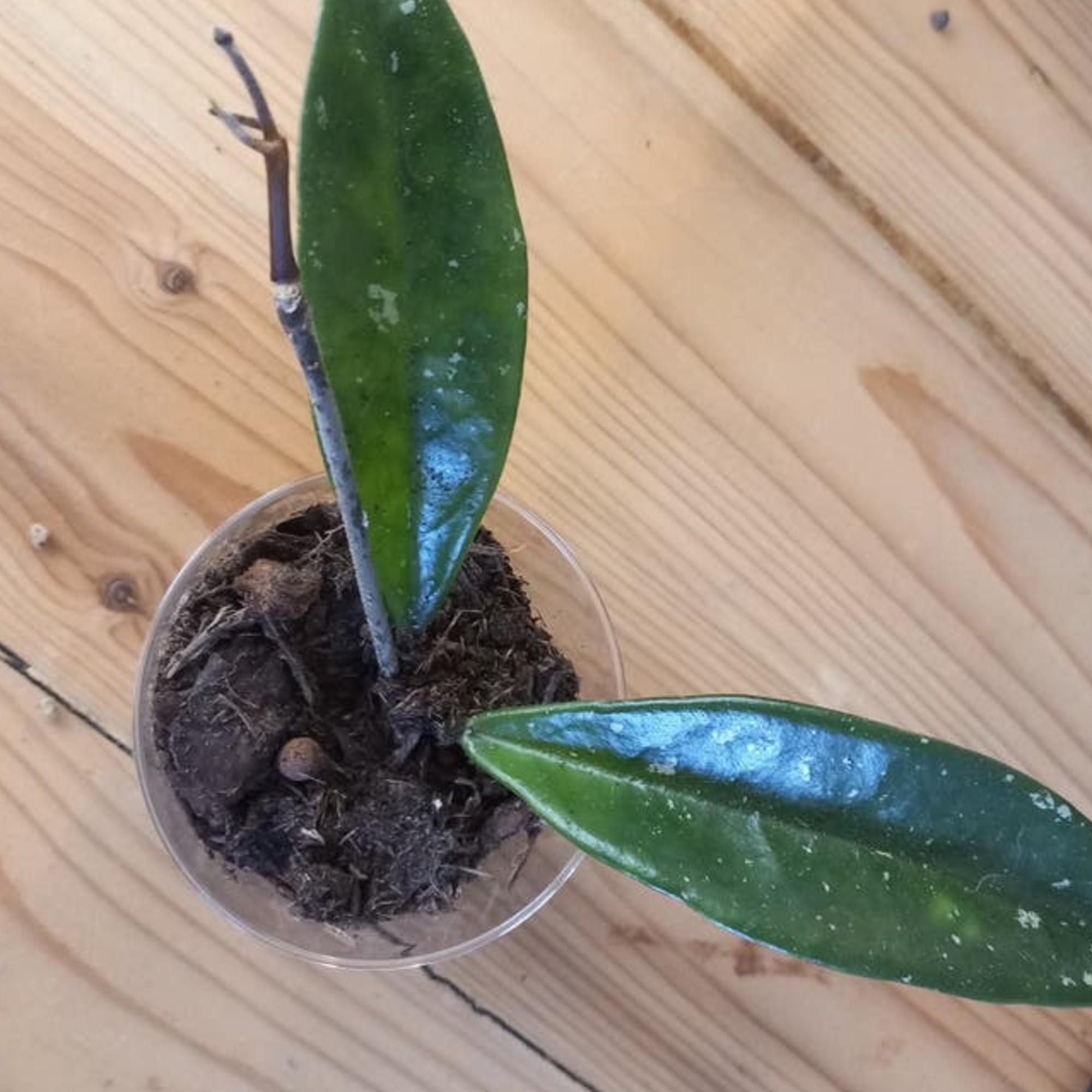 Hoya Silver Moon cutting