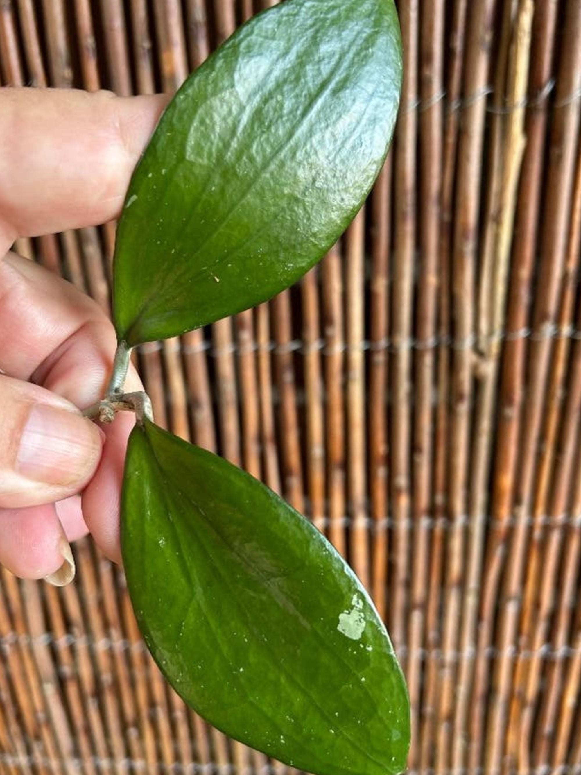 Hoya Purpureofusca cutting