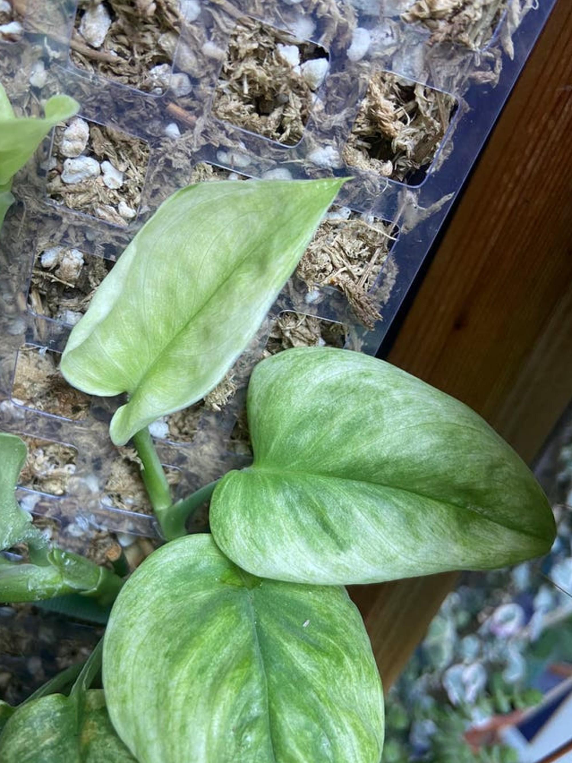 Scindapsus Swedish Ghost Variegata cutting