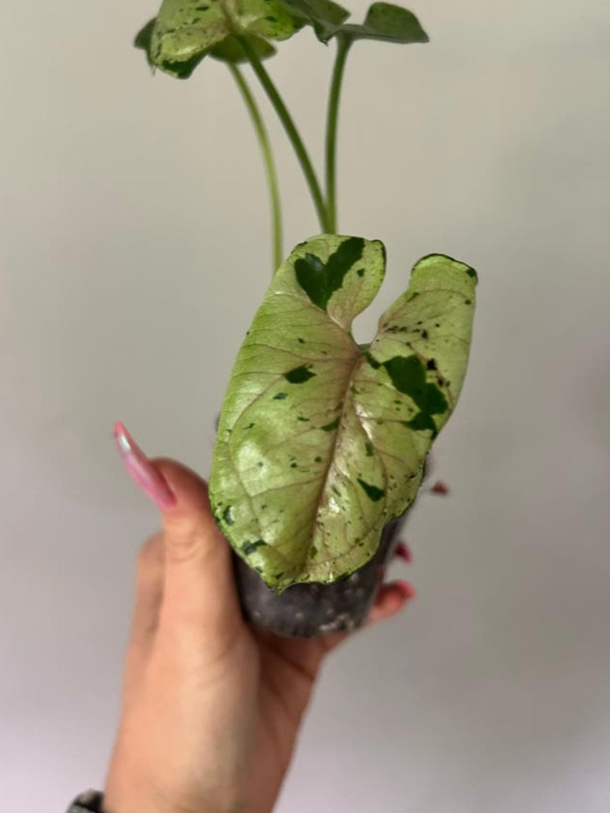 Syngonium Grey Ghost cutting