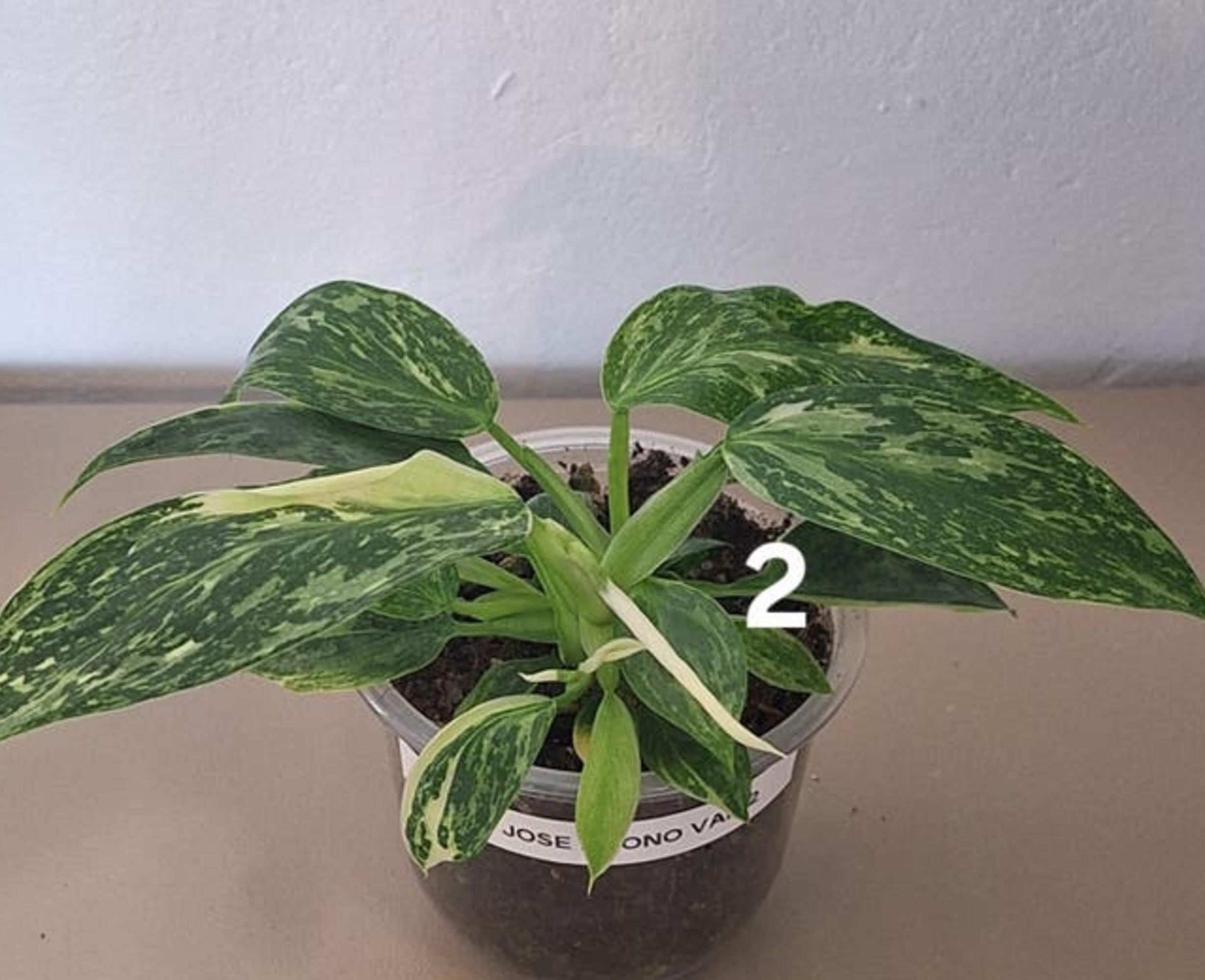 Philodendron Jose Buono Variegata cutting