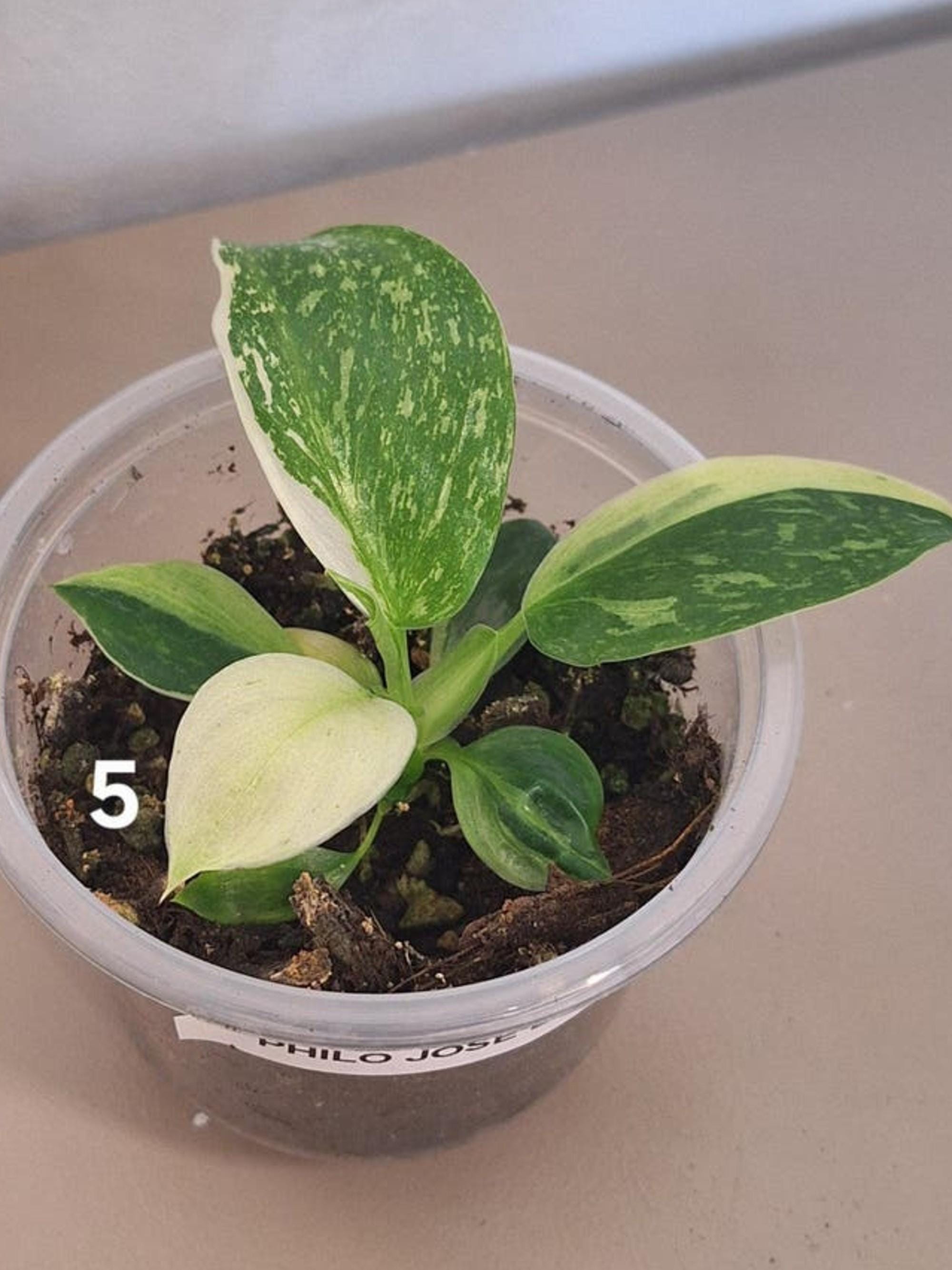 Philodendron Jose Buono Variegata cutting
