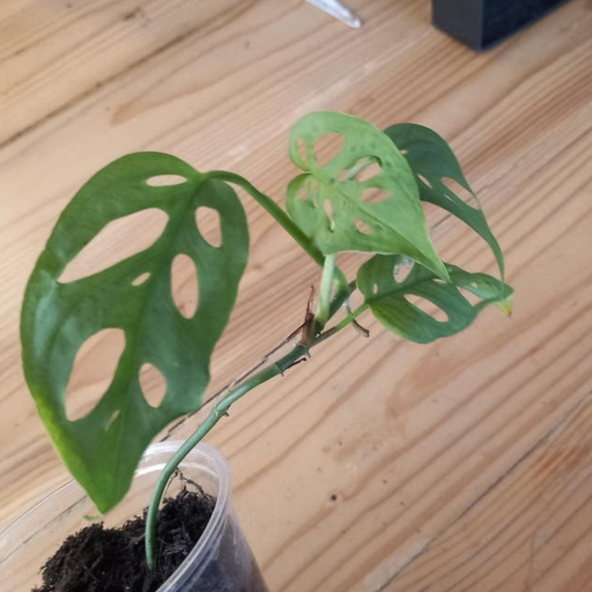 Monstera Acuminata cutting