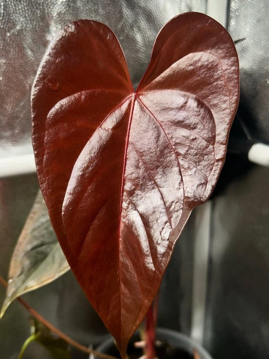 Anthurium Moodeanum cutting