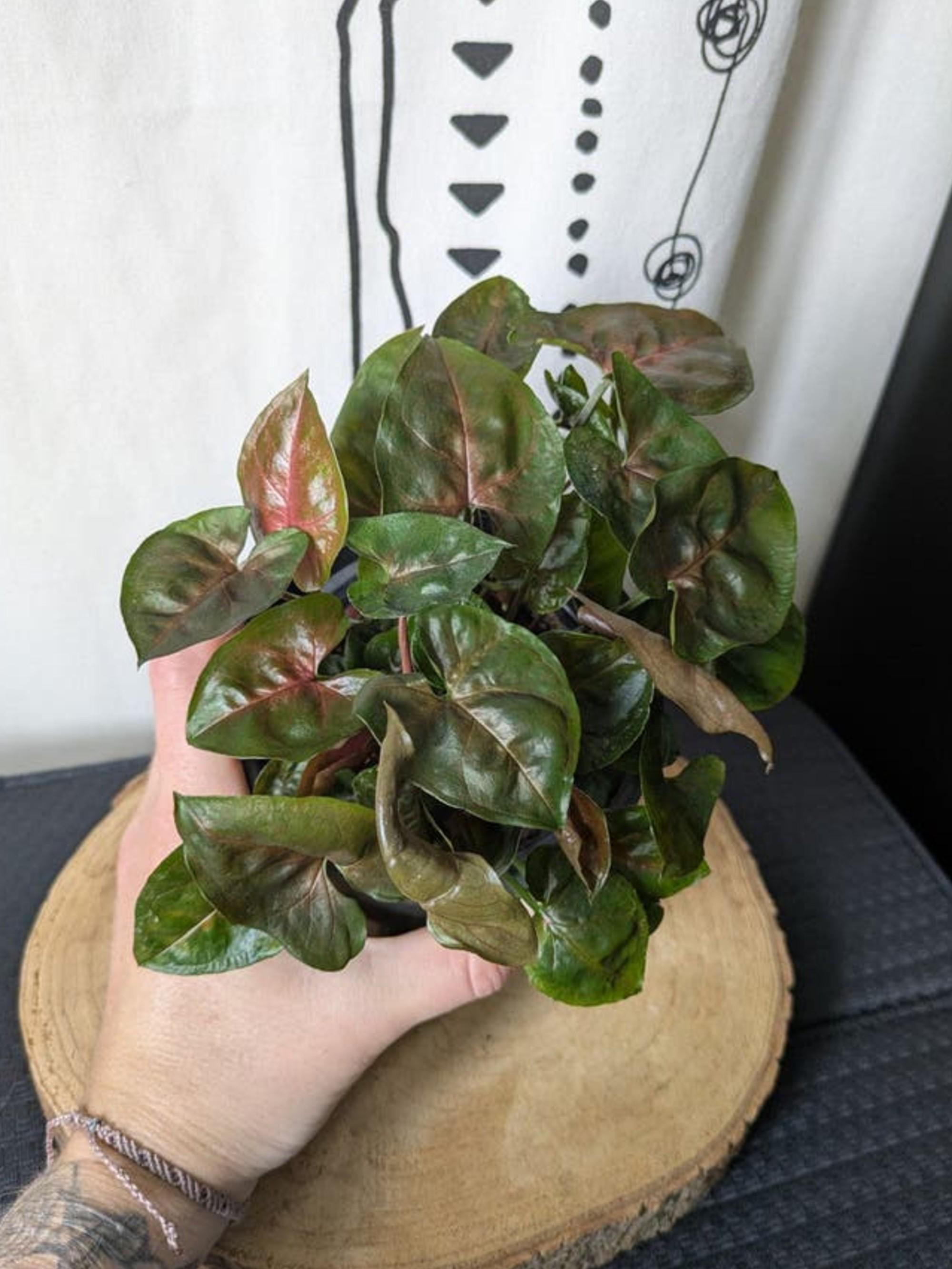 Syngonium Maria Allusion cutting