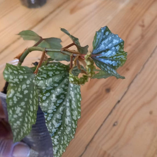Begonia Medora cutting