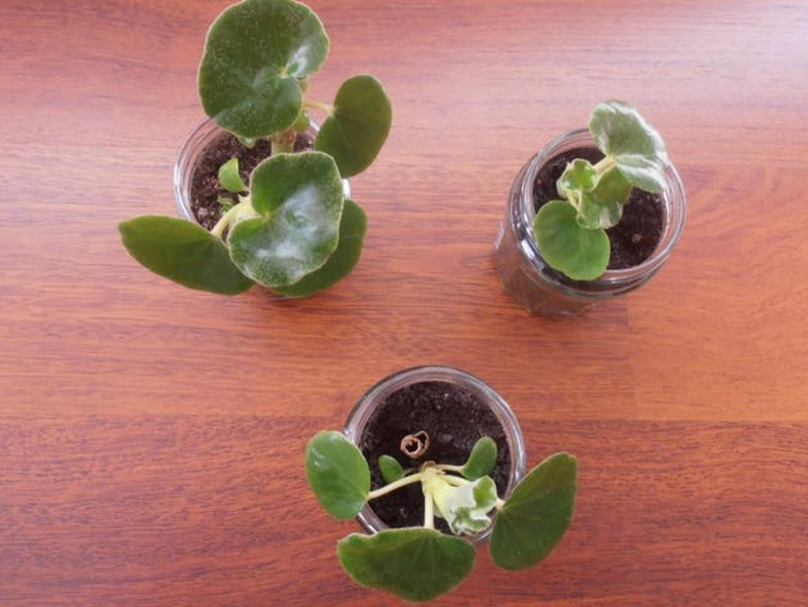 Begonia Venosa cutting