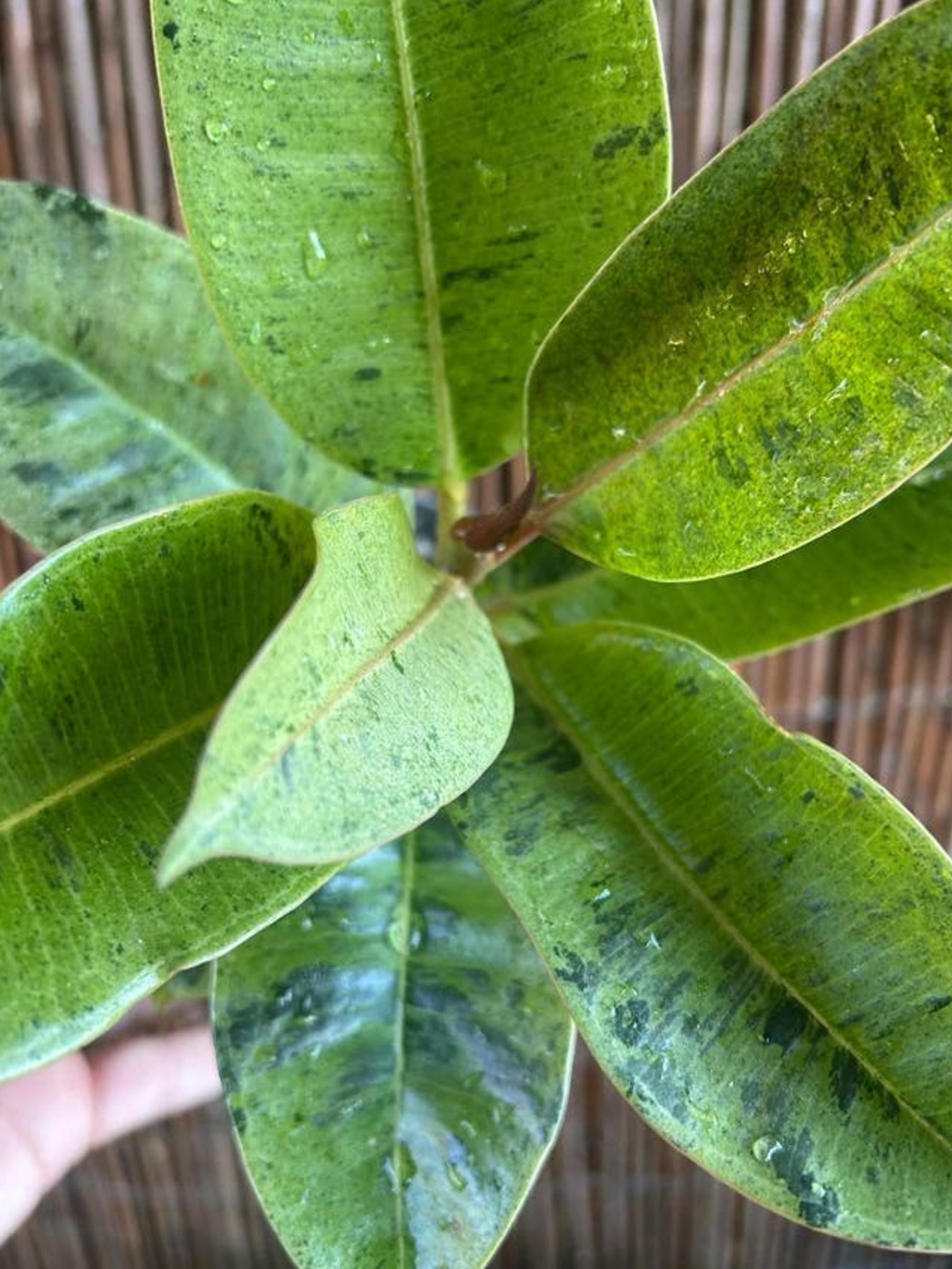 Ficus Shivereana Moonshine cutting