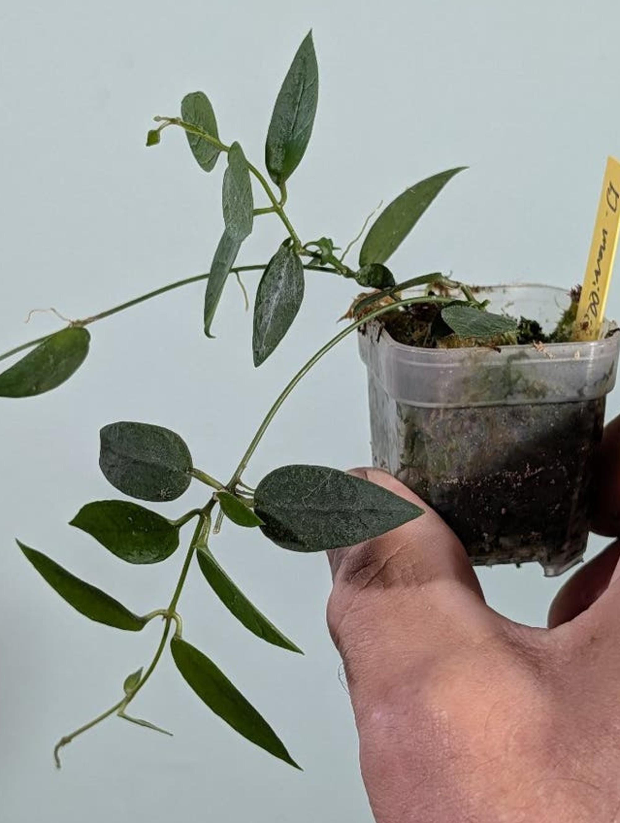 Dischidia Merrillii cutting