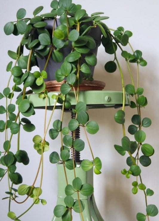 Peperomia Hope cutting