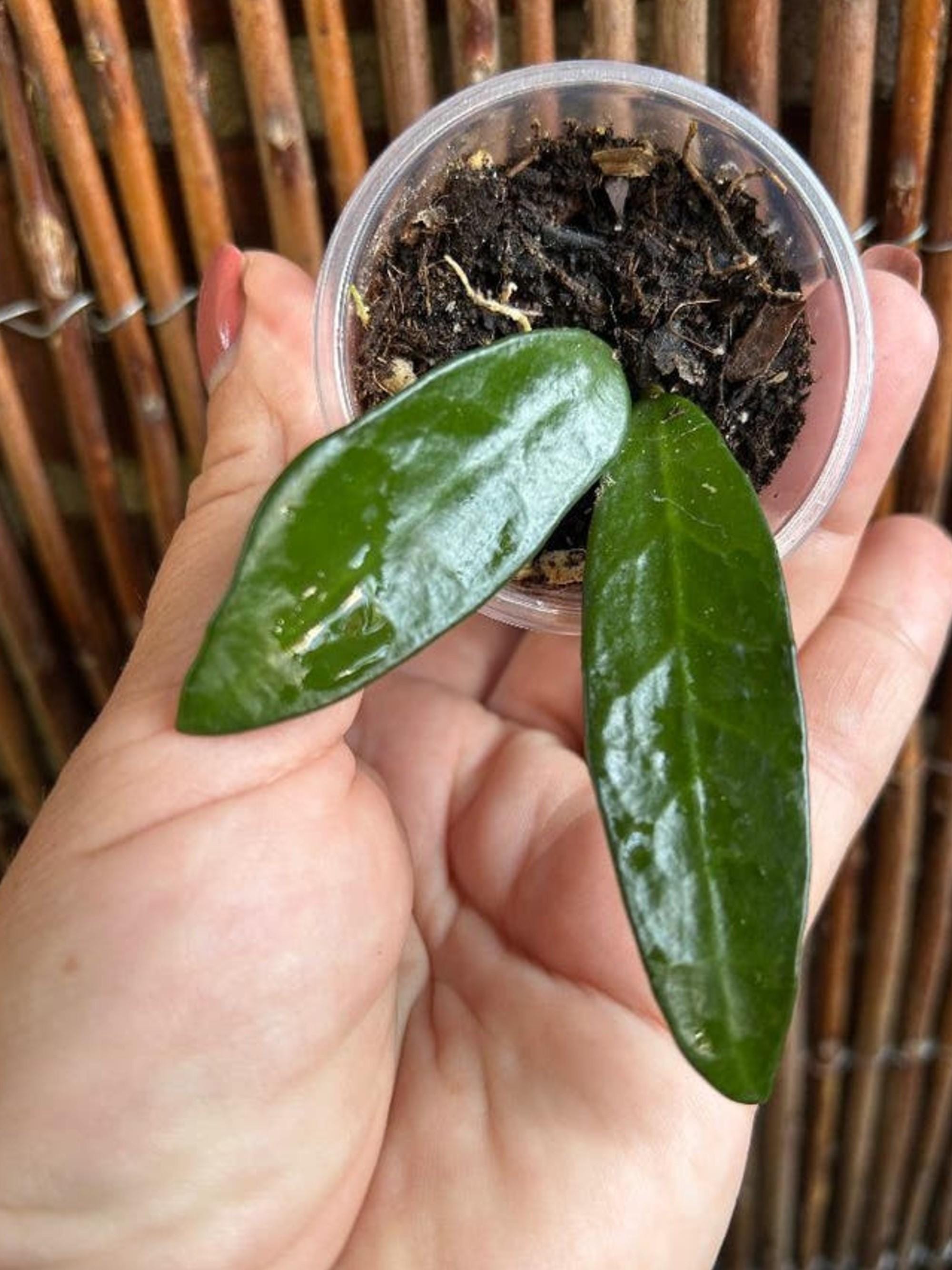 Hoya Linh cutting