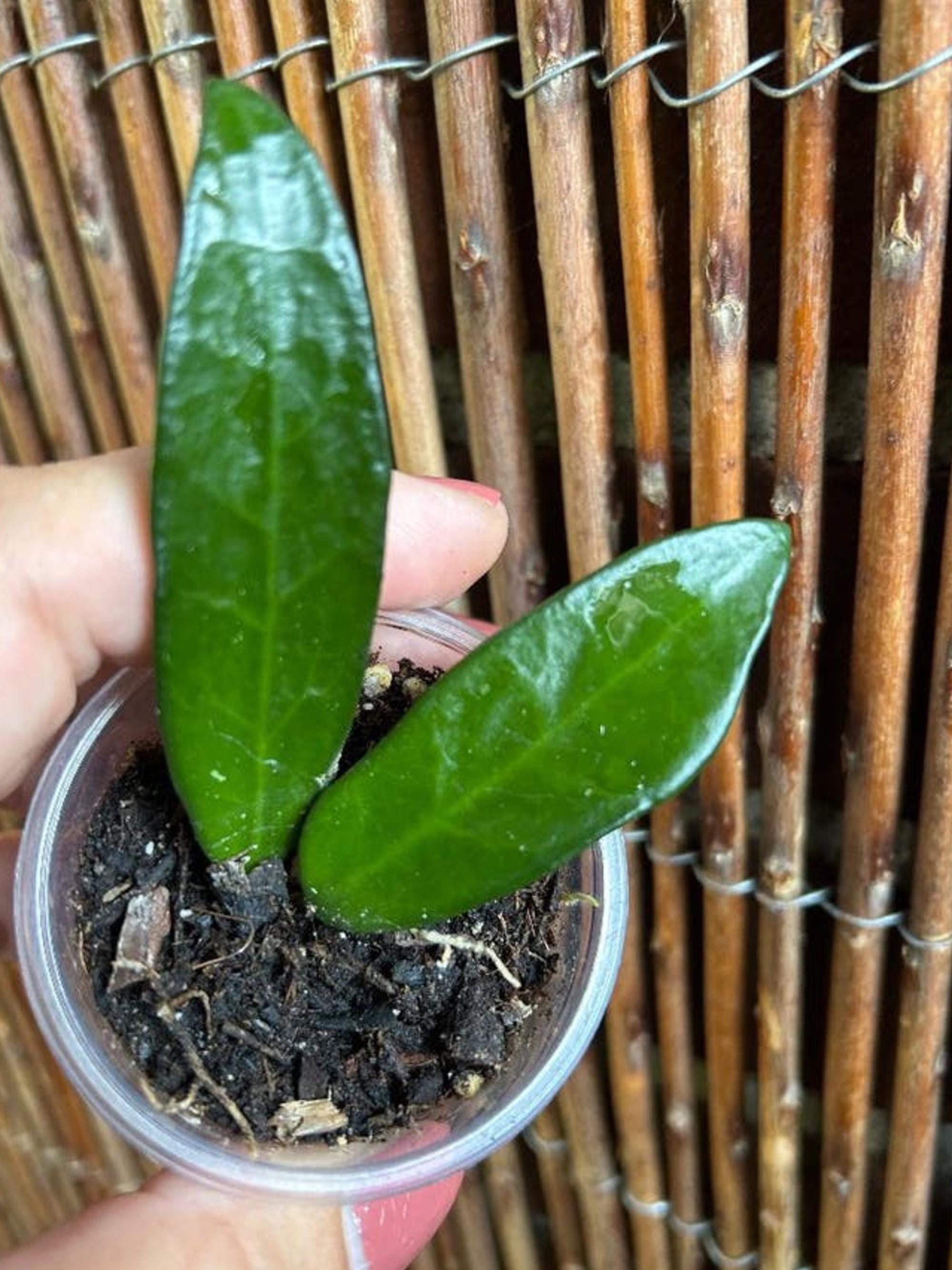 Hoya Linh cutting