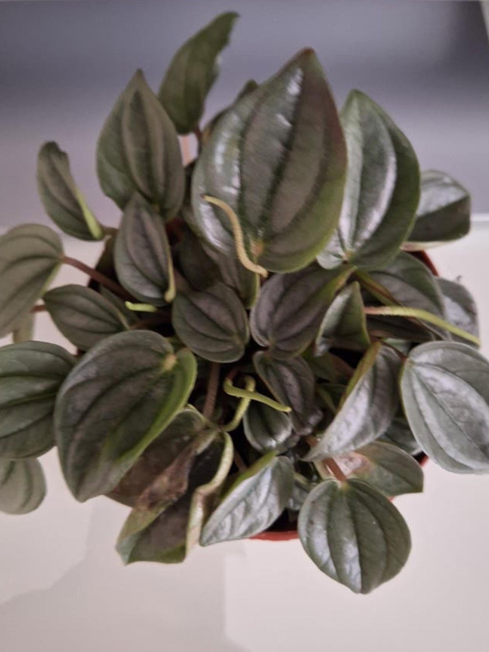 Peperomia Caperata Rosso cutting