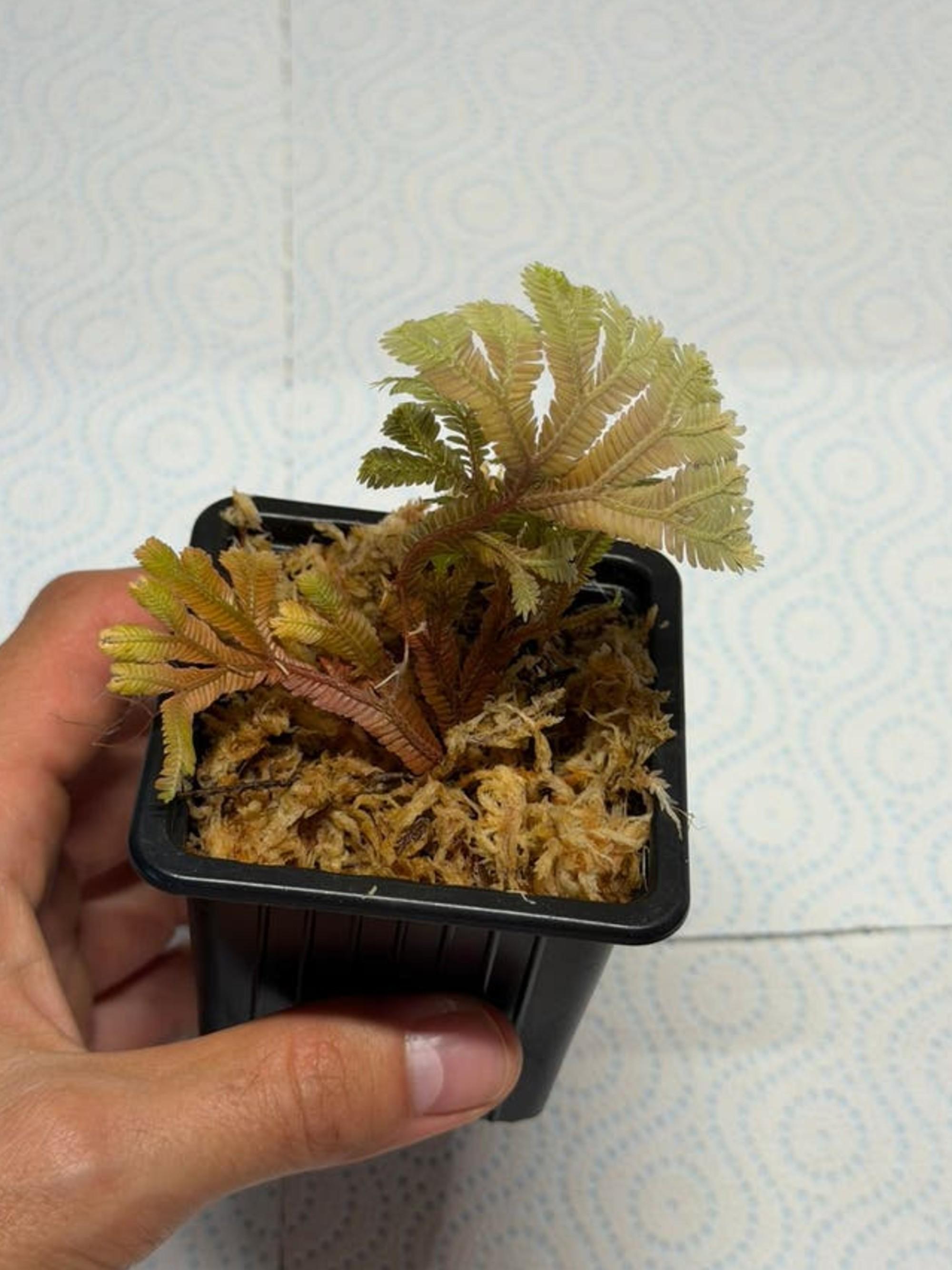 Selaginella Metallic Bronze cutting