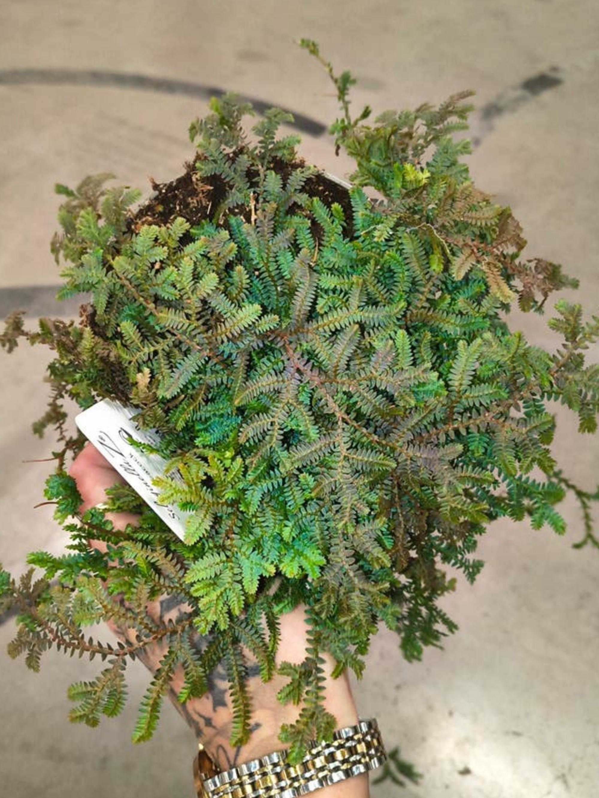 Selaginella Uncinata Blue Peacock cutting