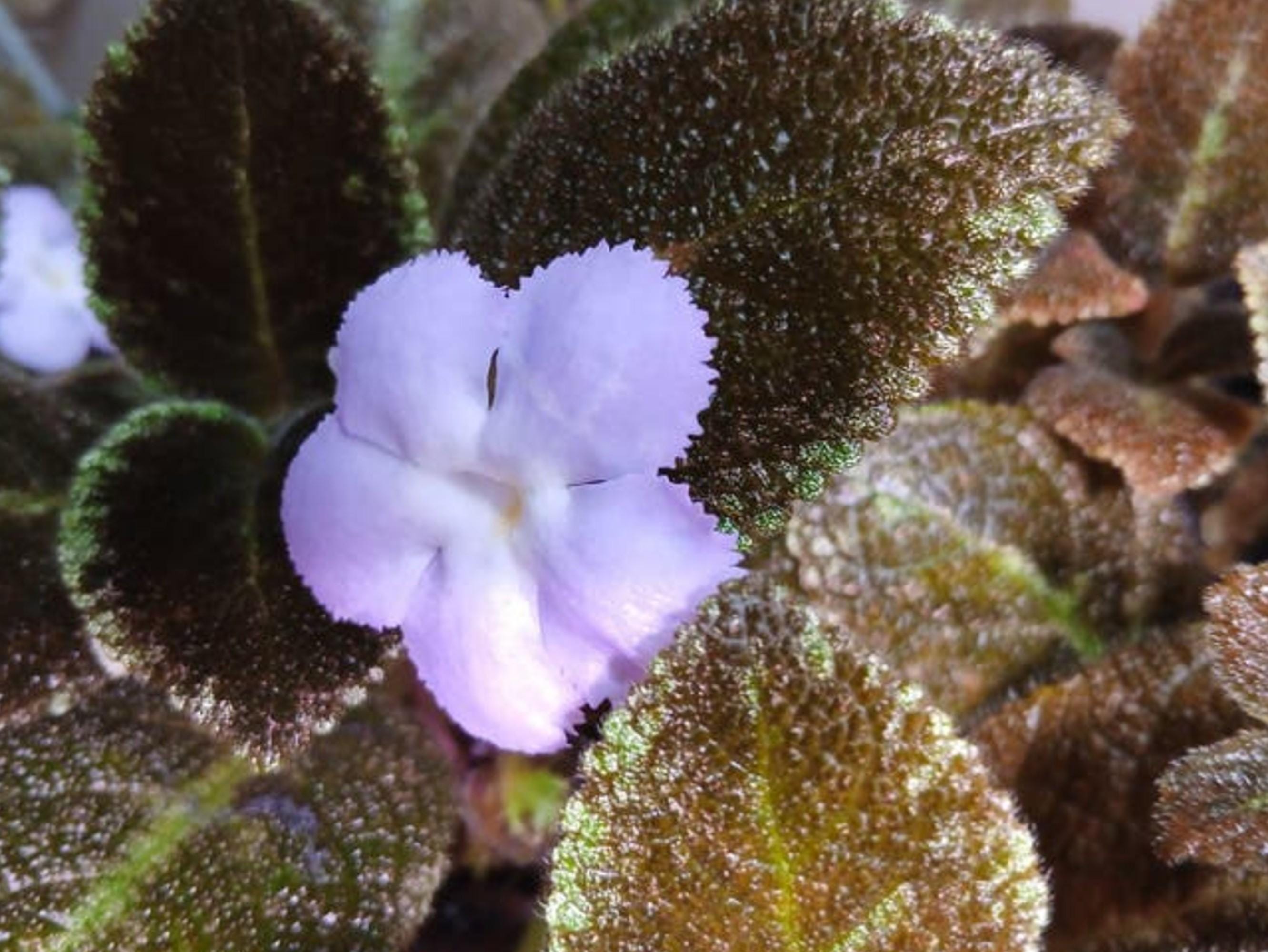 Episcia Emerald Velvet cutting