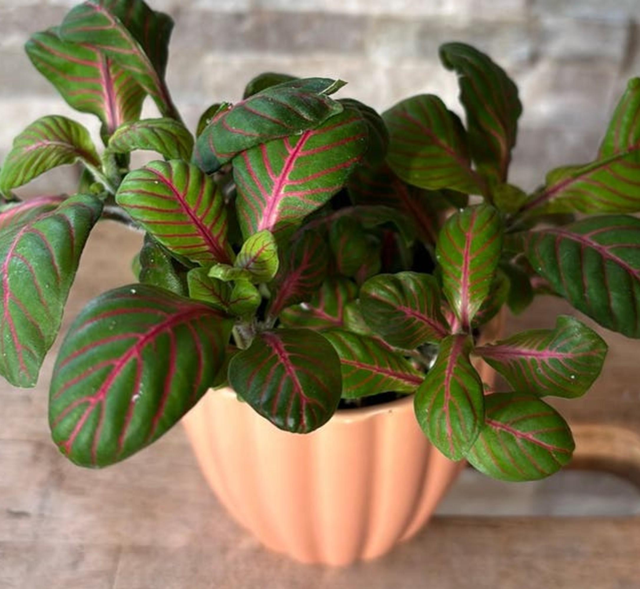 Fittonia Bubble Red cutting