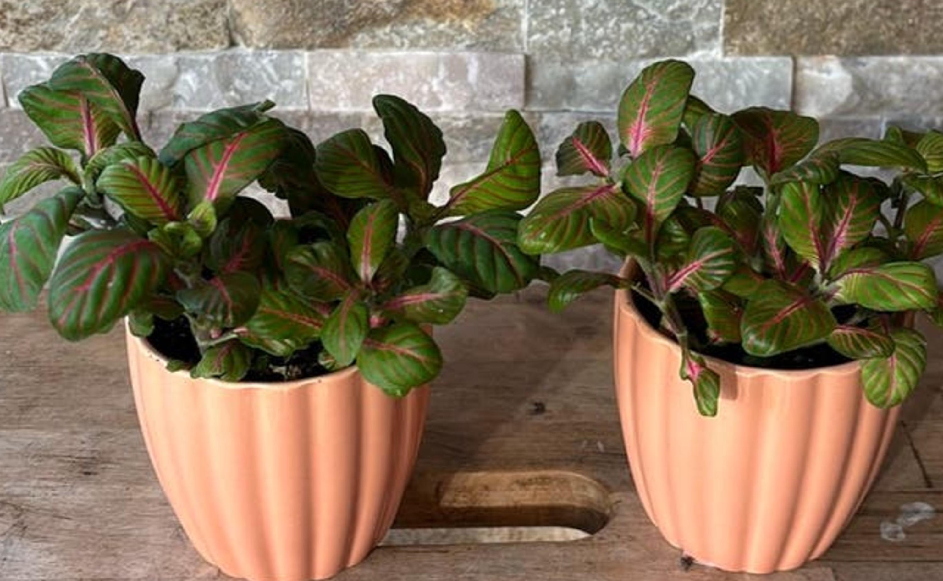 Fittonia Bubble Red cutting