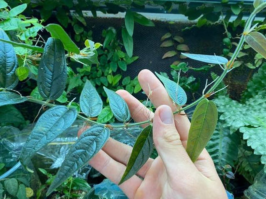 Ficus Recurva Ribesoides node cutting