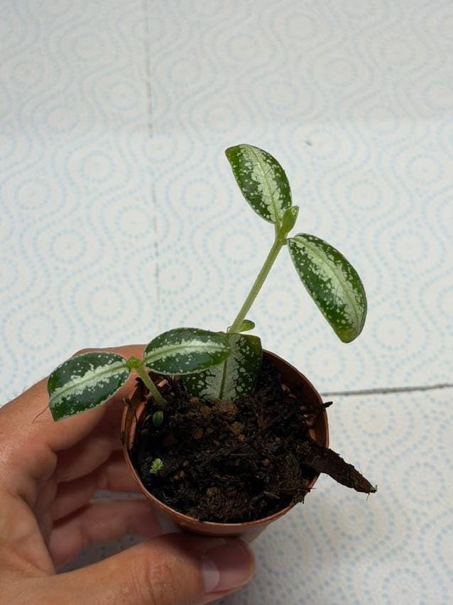 Argostemma Dots cutting