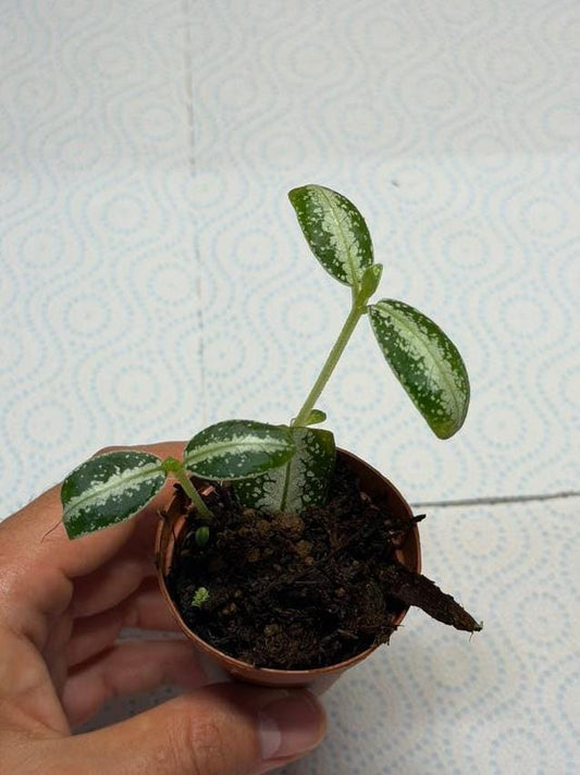 Argostemma Dots node cutting
