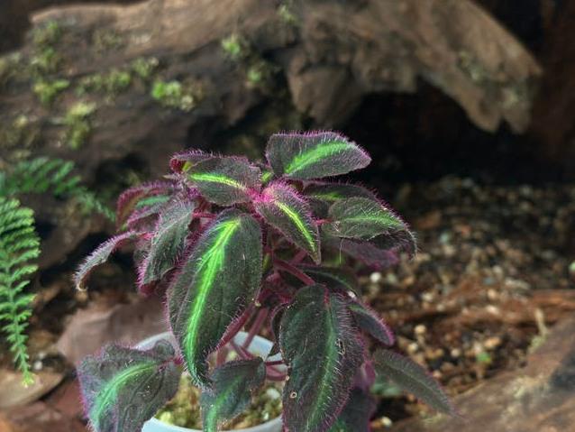 Sonerila Magenta Moonlight cutting