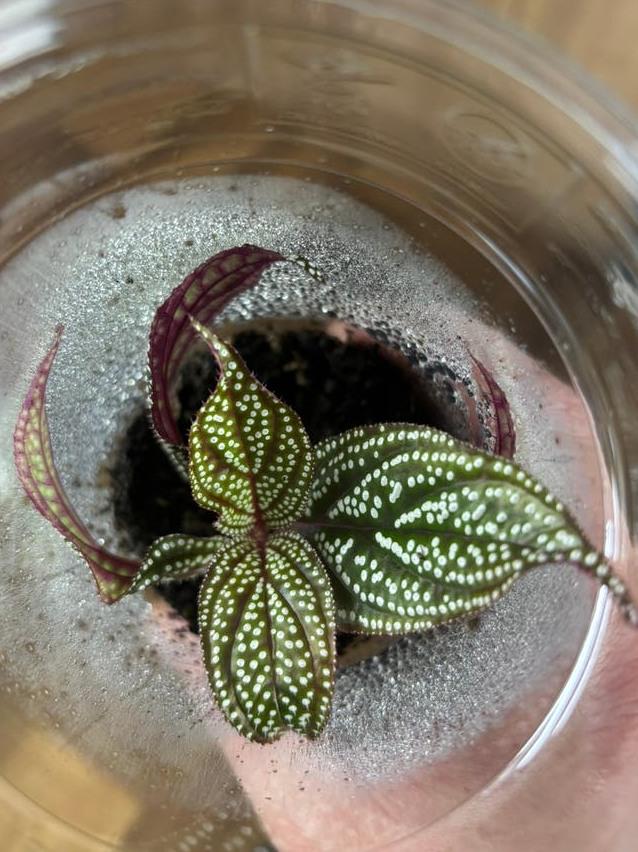 Sonerila Magenta Moonlight cutting