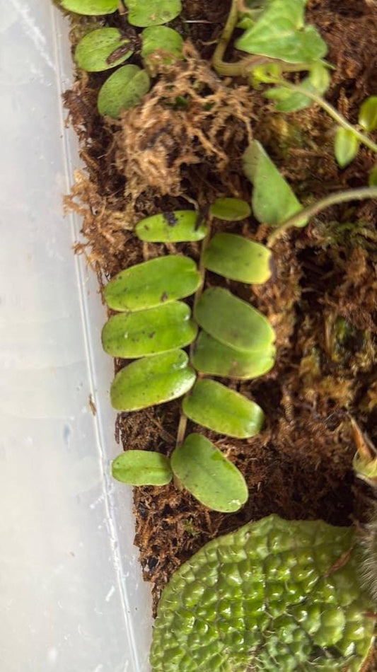 Marcgravia Sintenisii node cutting