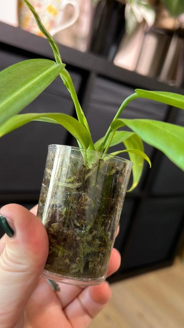 Anthurium Pallidiflorum cutting