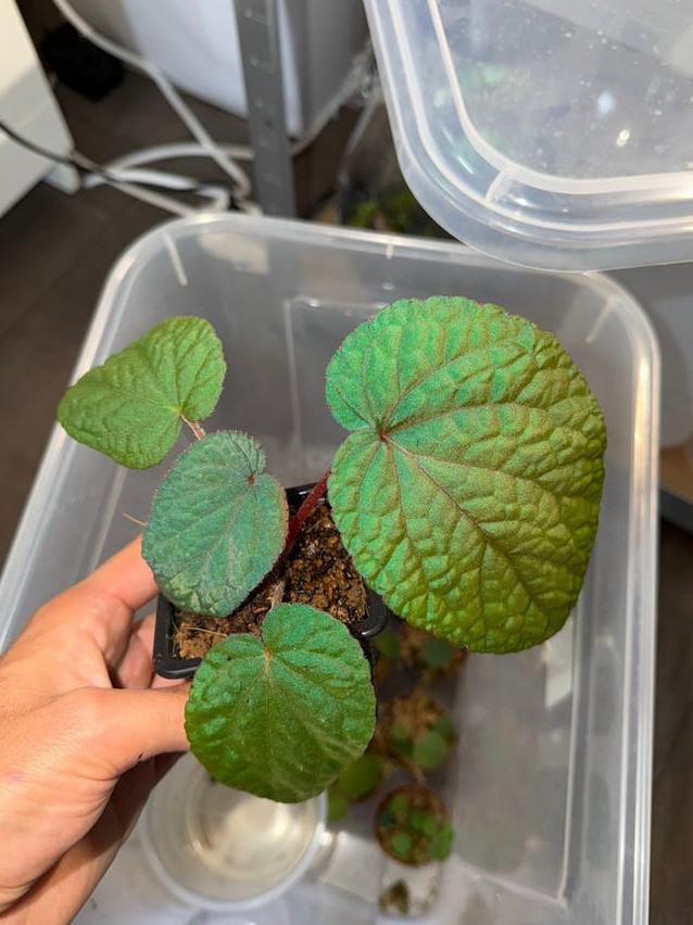 Begonia Bac Kan cutting