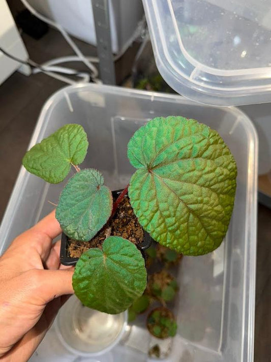 Begonia Bac Kan node cutting