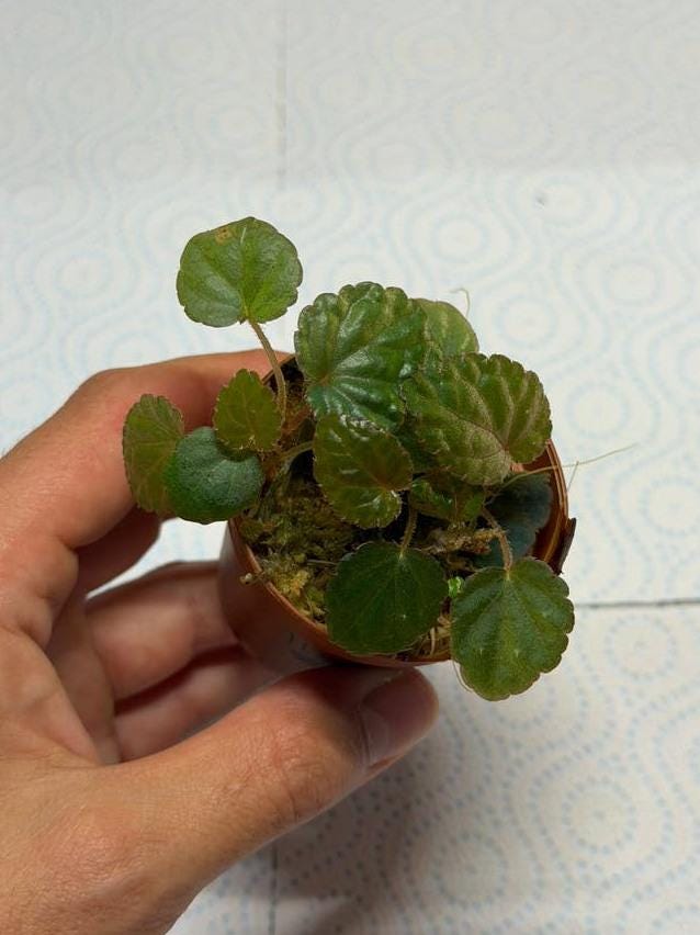 Begonia Bac Kan cutting