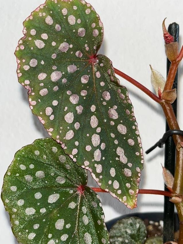 Begonia Malachosticta cutting