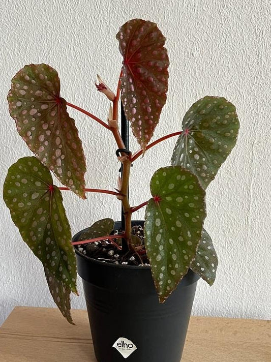 Begonia Malachosticta node cutting