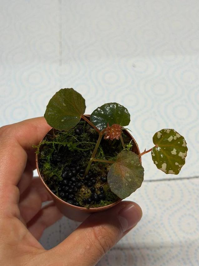 Begonia Minerva cutting