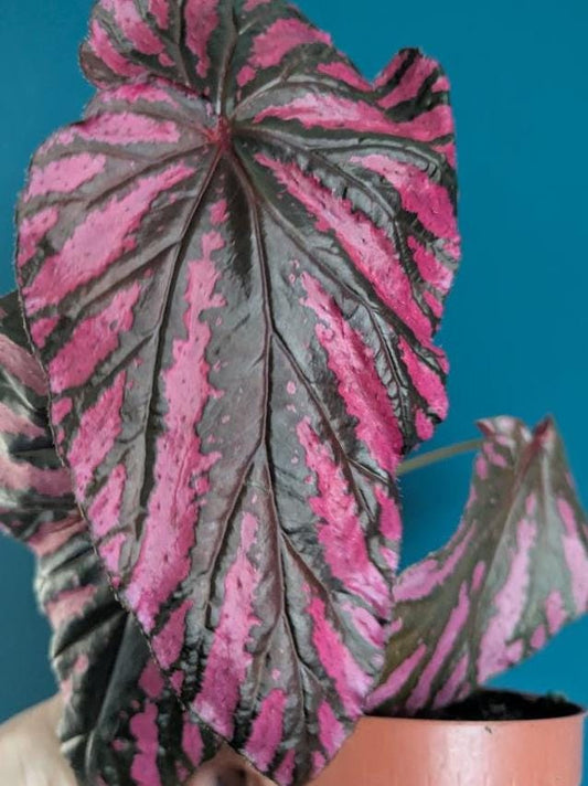 Begonia Brevirimosa node cutting