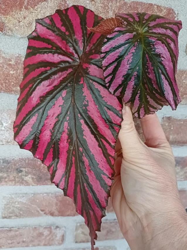 Begonia Brevirimosa cutting