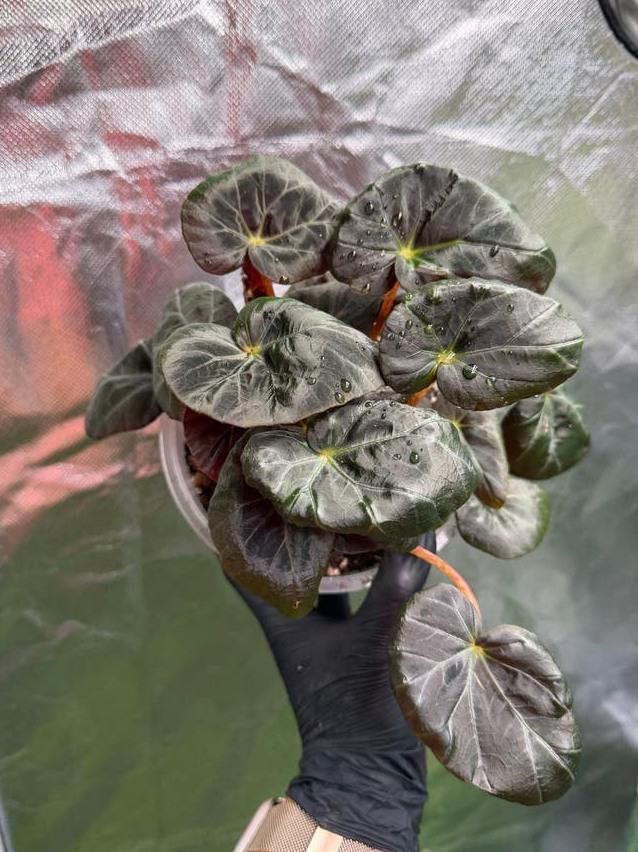 Begonia Burkillii Dark Form cutting